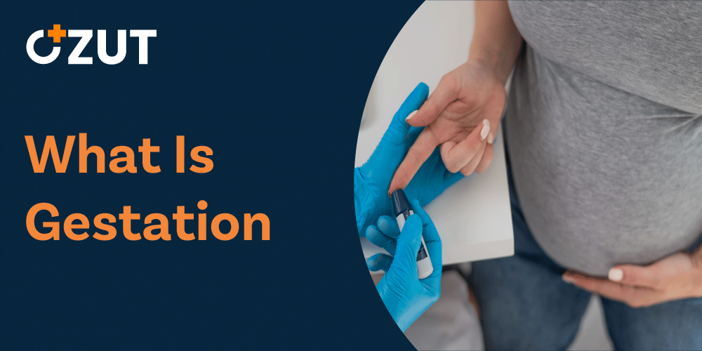 Understanding Gestation in Human Pregnancy: Development, Timelines, and Related Conditions